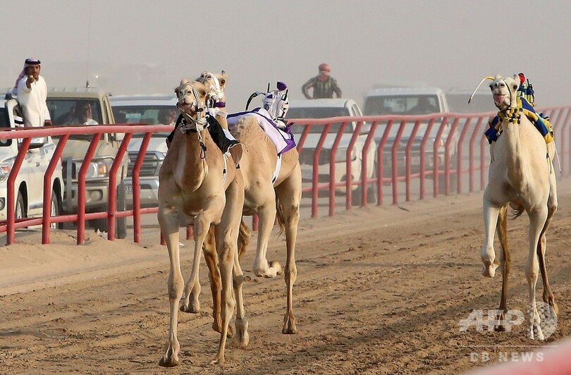  背中には「ロボット騎手」 クウェートでラクダレース開催