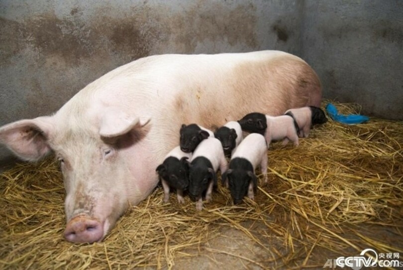 11匹のクローン豚が誕生 浙江省金華市