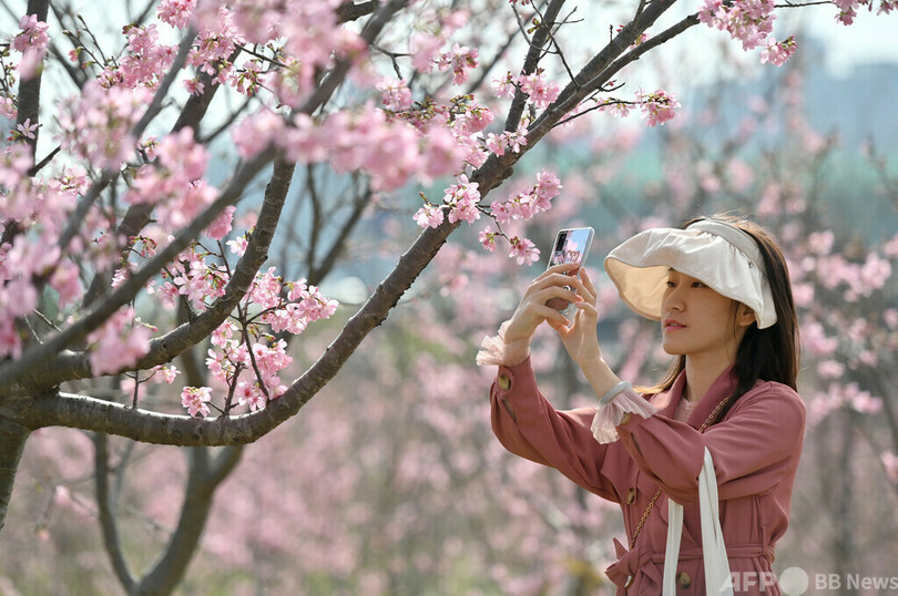 春を満喫、中国・南寧で咲き誇る桜と桃