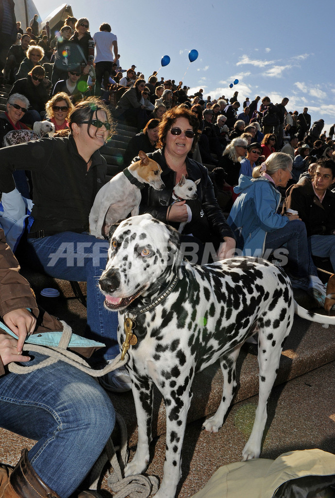 豪州の犬たちが大熱狂、世界初「犬のためのライブ」