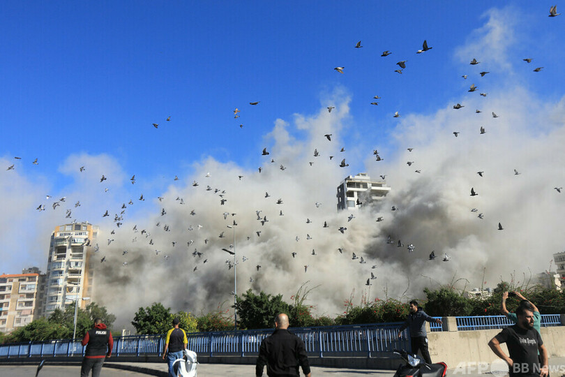 【今日の1枚】爆撃から逃れるハト レバノン