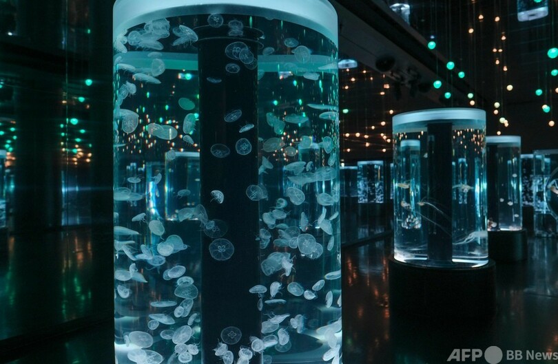 ペンギン、都心の空を飛ぶ!? サンシャイン水族館で優雅な姿