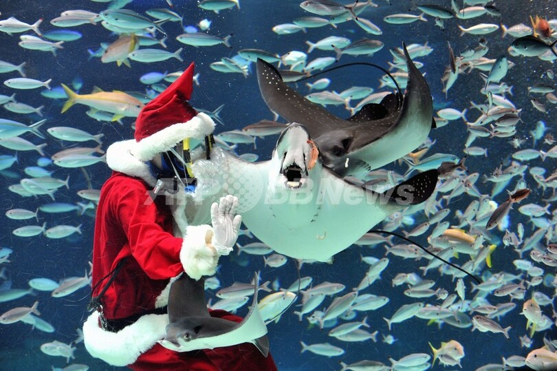 魚たちと遊泳するサンタさん、サンシャイン水族館