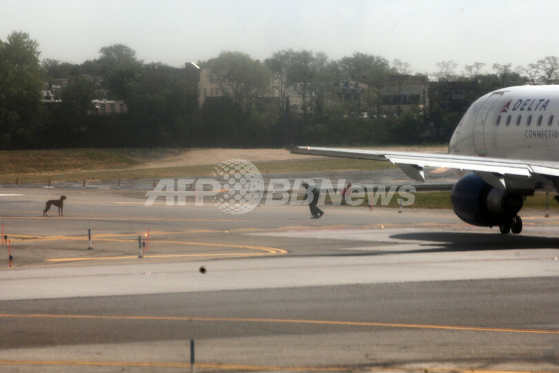 犬が滑走路に！職員とにらめっこ、米NY空港