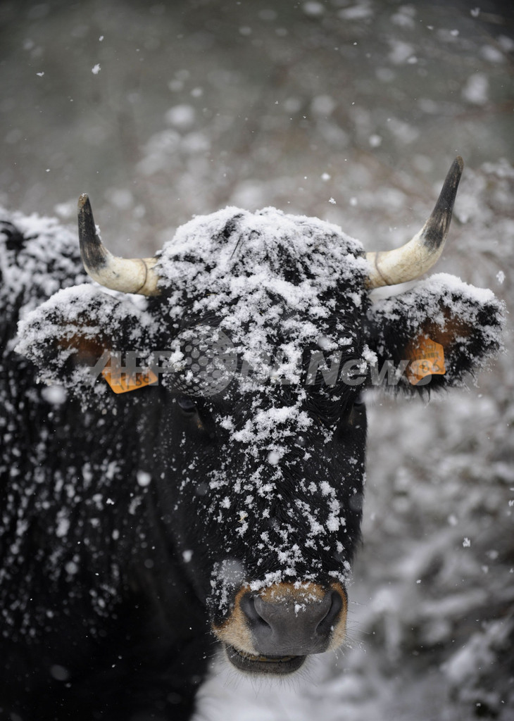 欧州の大寒波、死者200人超に 週末も雪の予報