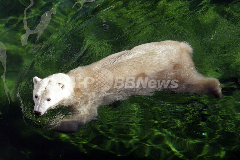 一人ぼっちのシロクマにガーフレンドがやってきた、ハンガリー