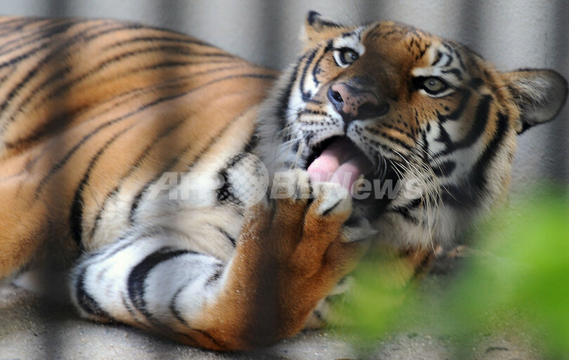 ベンガルトラの大あくび
