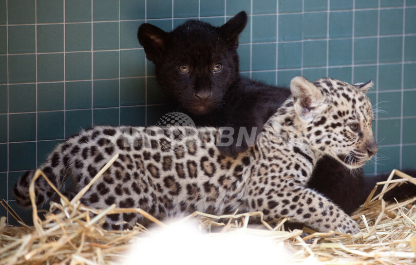 生後2ヶ月のジャガーの赤ちゃん、独ベルリン動物園