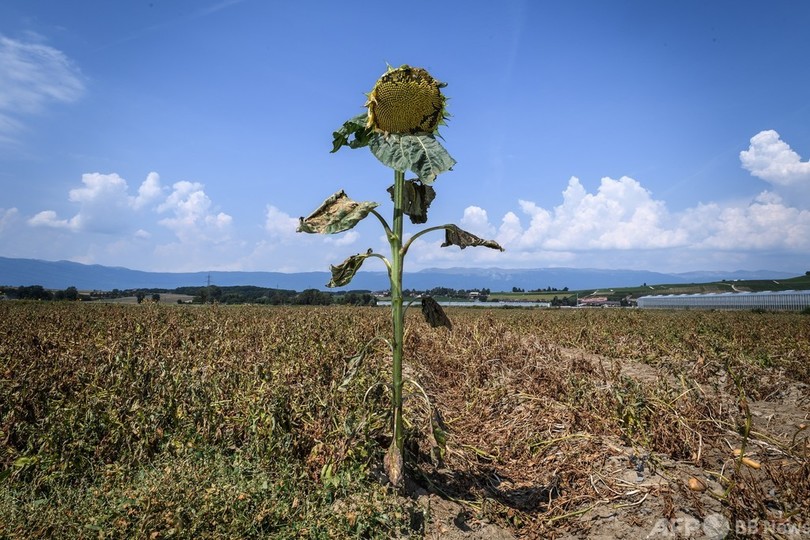 2015年以降の欧州干ばつ、「過去約2000年で最悪」