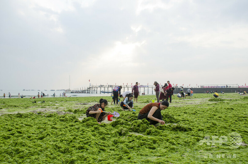 藻が大量発生、砂浜の一部が緑一面に 広西・北海銀灘公園