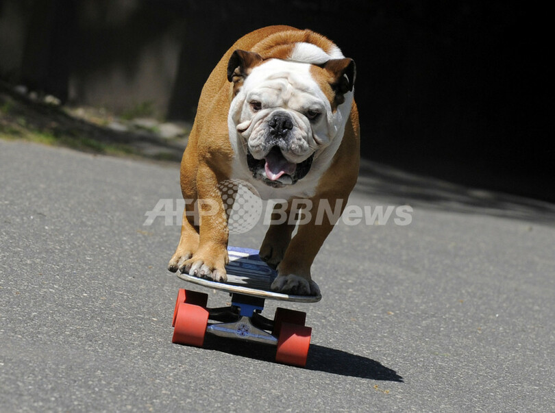 「チャンプはもらったぜ！」 スケボー世界一のワンちゃん