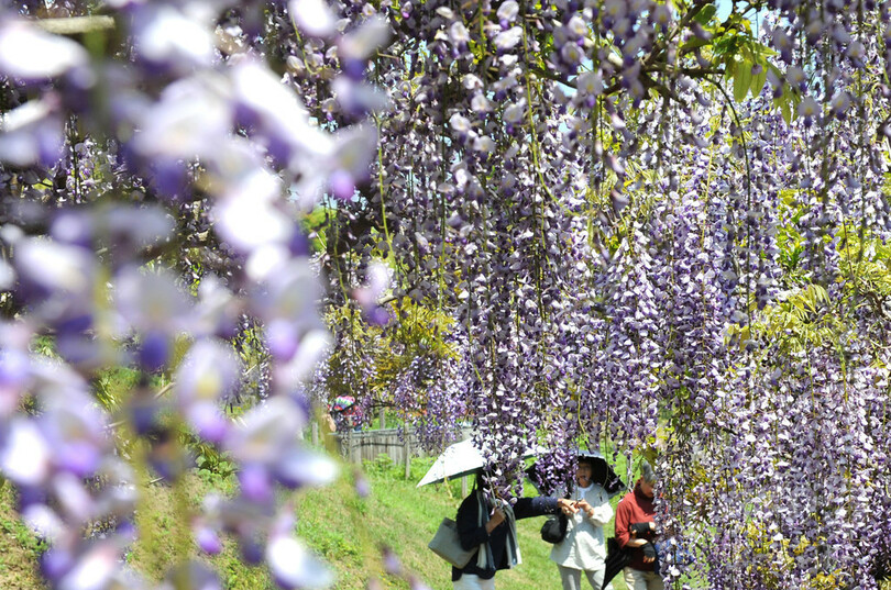 フジ色のとばりが幾重にも 横須賀しょうぶ園で見頃