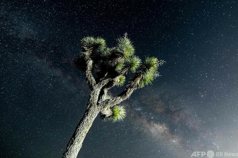 【今日の1枚】ジョシュア・ツリー上空に輝く天の川 米加州
