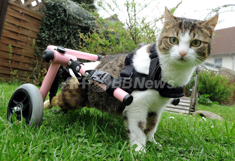 歩行器を使って歩く猫、ドイツ・ツェレ