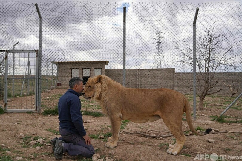 【今日の1枚】ライオンと戯れるトレーナー、イラク