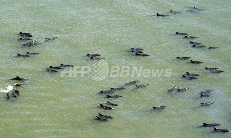 カズハゴンドウの集団座礁、200頭以上を救出 フィリピン