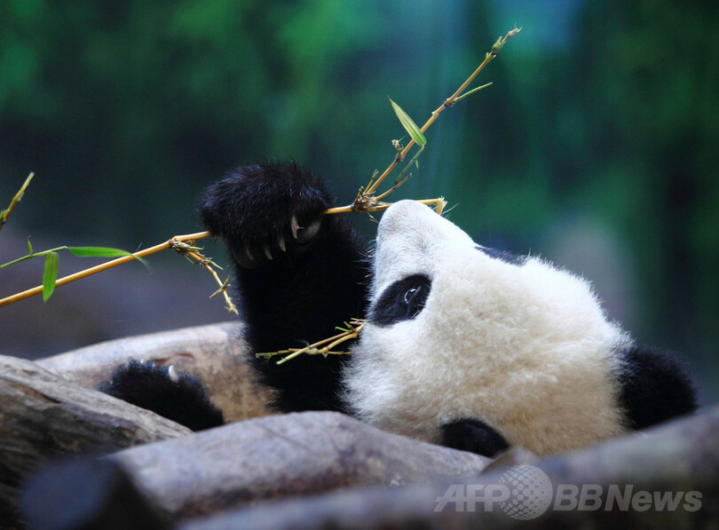 遊び盛りの子パンダ「ロンロン」、中国・広州