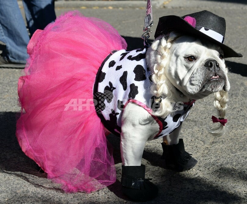 犬のハロウィーンパレード、米NYで開催