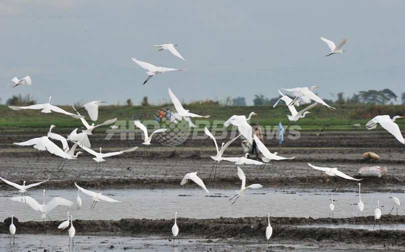 海面上昇で渡り鳥に危機、消える餌場や休息地 海面上昇で渡り鳥に危機、消える餌場や休息地