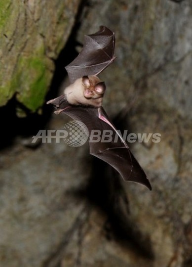 「白い鼻症候群」でコウモリ最大670万匹が死滅、米国 「白い鼻症候群」でコウモリ最大670万匹が死滅、米国