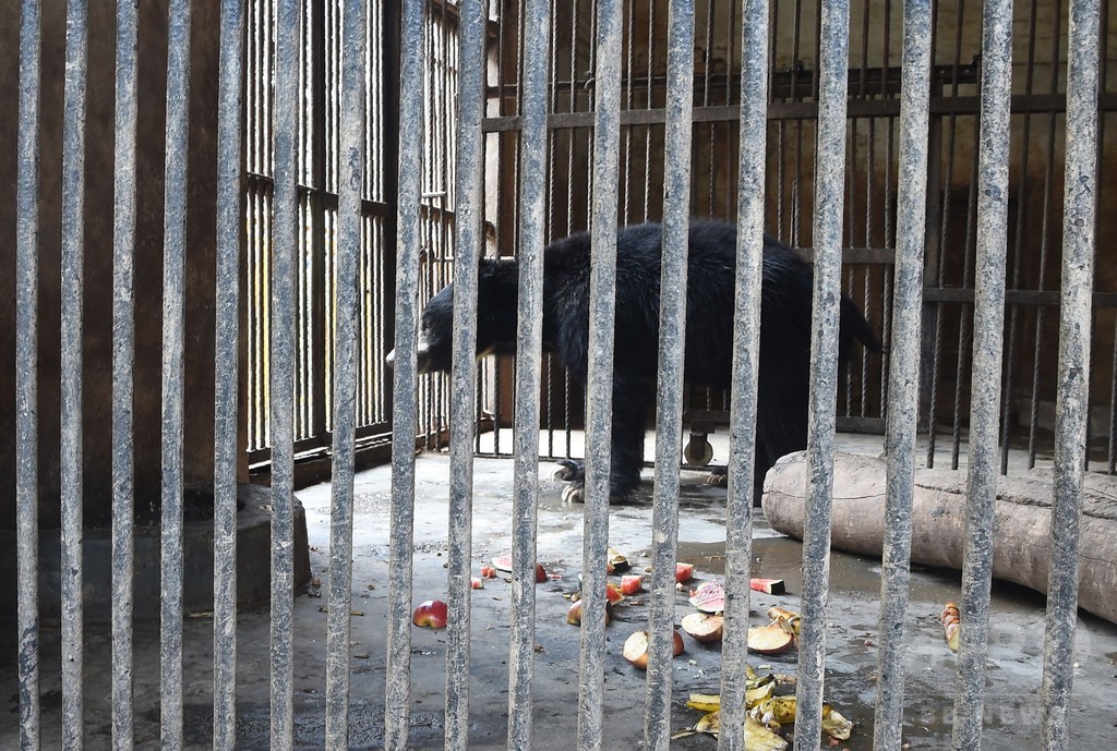 大道芸人から救出の「踊る熊」死ぬ、動物園の怠慢との非難も ネパール 大道芸人から救出の「踊る熊」死ぬ、動物園の怠慢との非難も ネパール