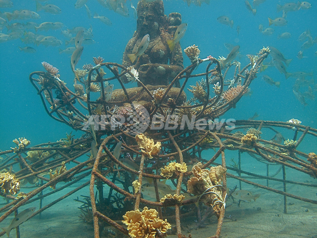 弱電流でサンゴ復活 観光業や漁業も活性化 写真3枚 国際ニュース Afpbb News
