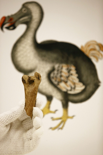 鶏卵の100倍！「世界最大の鳥の卵」が競売に 写真6枚 国際ニュース
