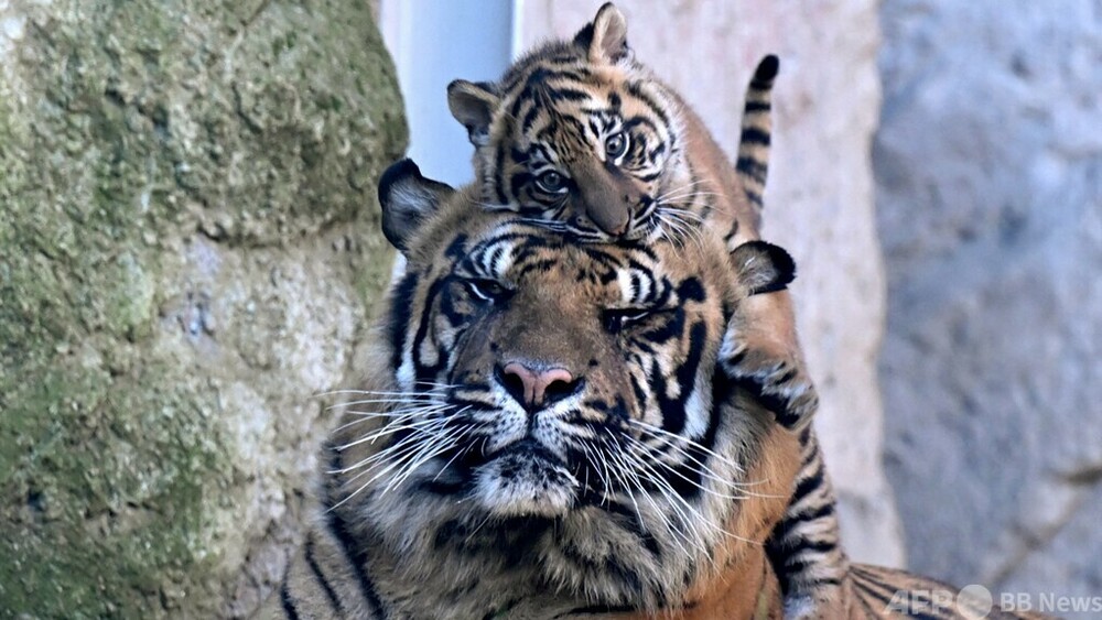 動画：家族で仲良し、スマトラトラの赤ちゃん公開 ローマ動物園 写真1枚 国際ニュース：AFPBB News