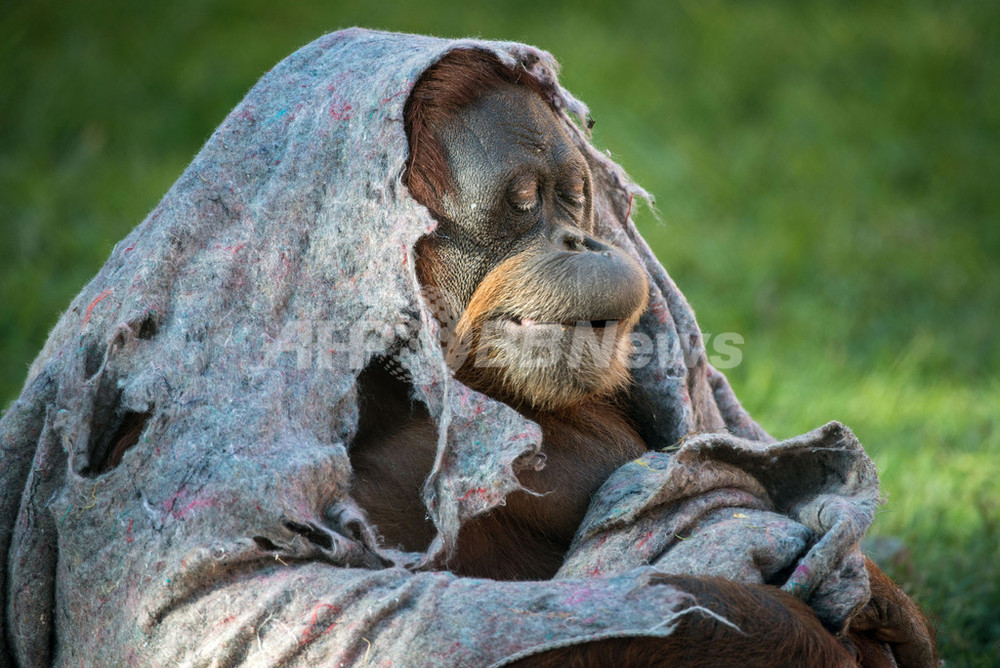 ブラジルの冬に何を思う リオ動物園のオランウータン 写真4枚 国際ニュース Afpbb News