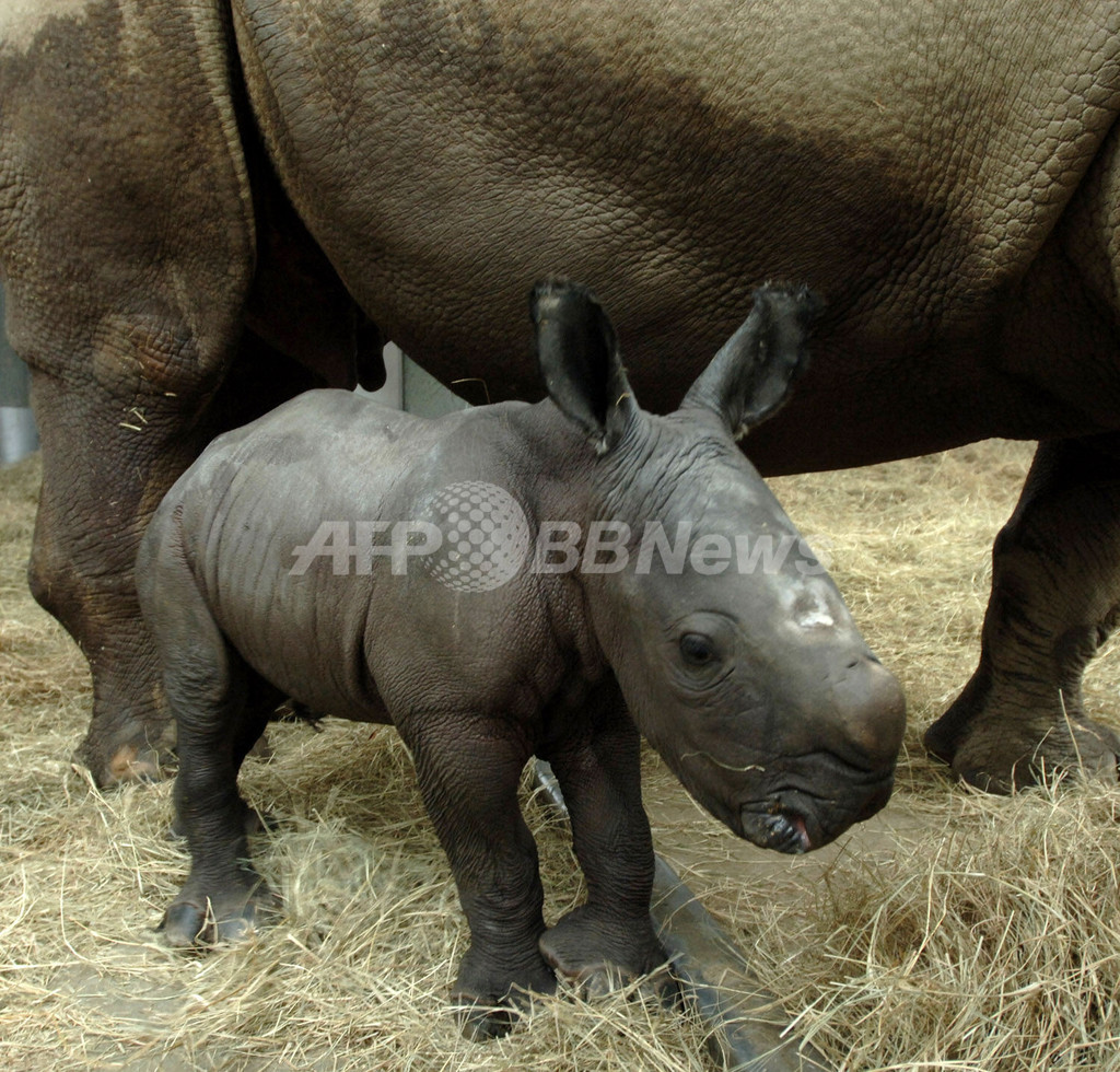 ディズニーのテーマパークで希少なシロサイの赤ちゃん誕生 米国 国際ニュース Afpbb News