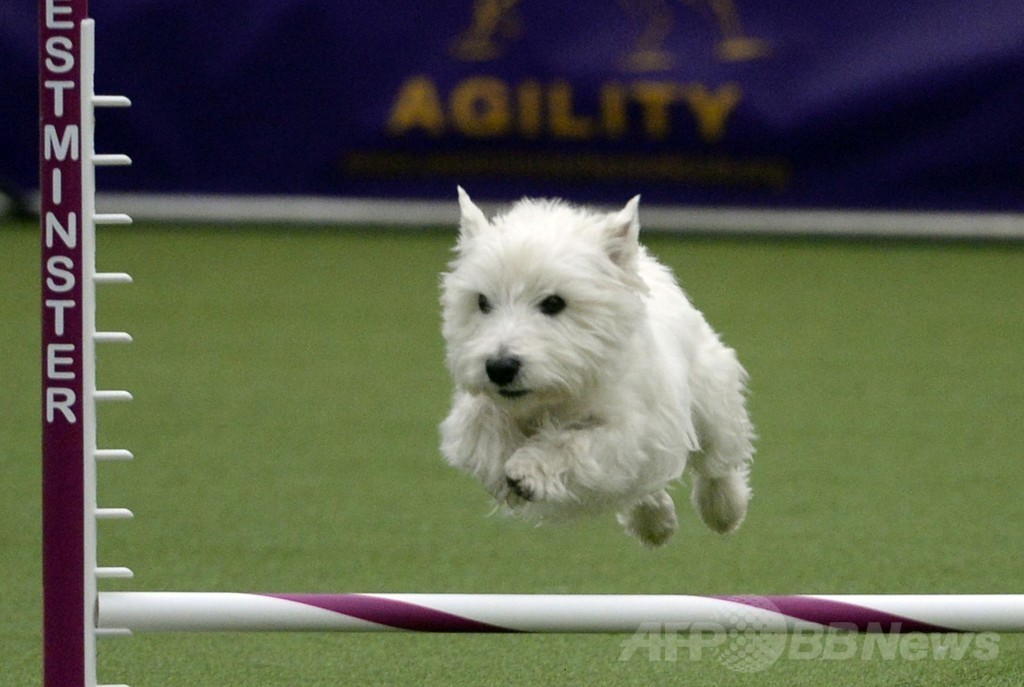 犬の機敏さ競う「アジリティ」選手権、NYで開催