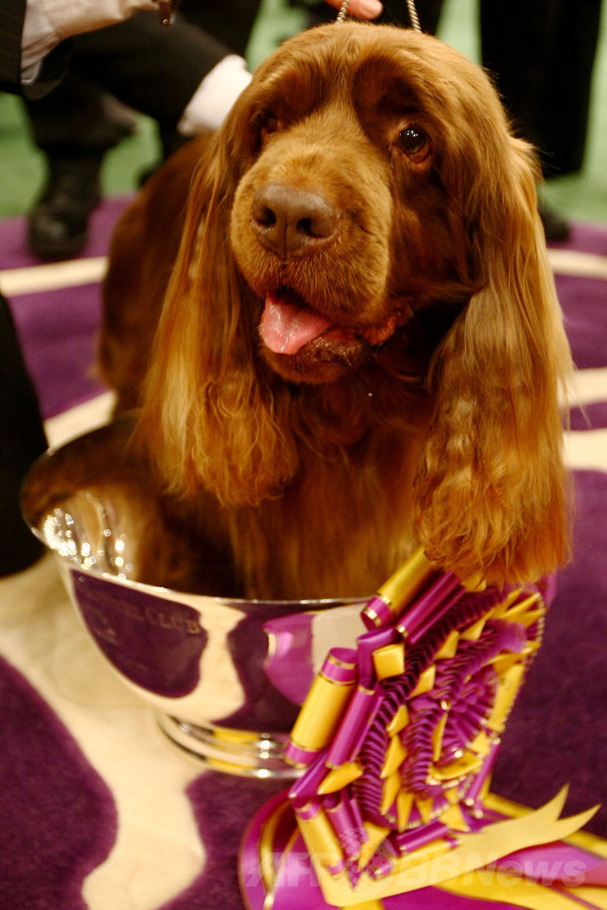 【特集】「美犬」大集合、米ドッグショー写真集