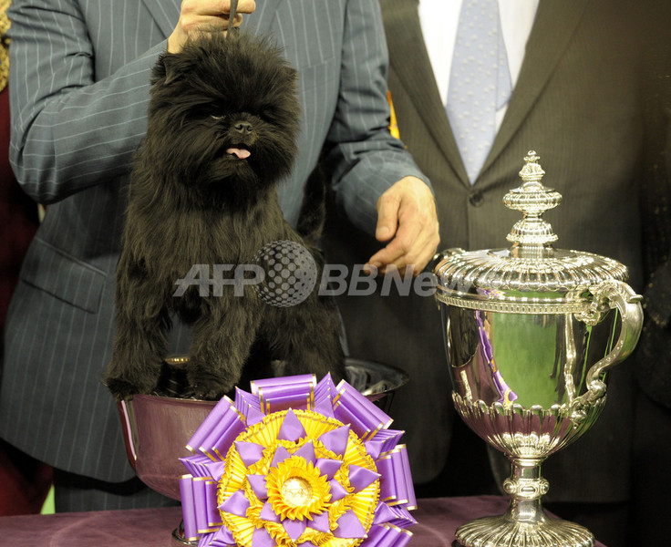 アーフェンピンシャーに栄冠、ウエストミンスター・ドッグショー