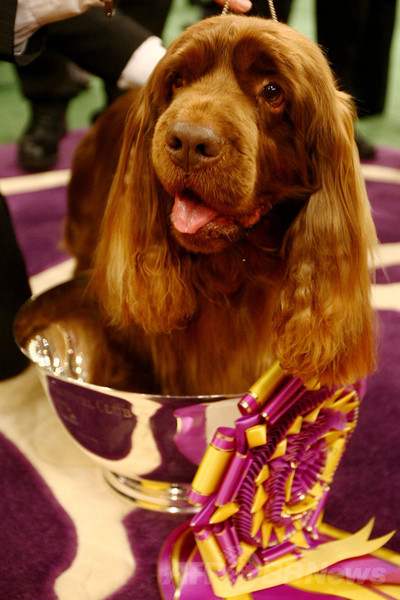 【特集】「美犬」大集合、米ドッグショー写真集
