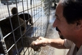 イラクの首都バグダッド（Baghdad）で、イヌのほか、クマ、ライオン、ワニ、サル、コンドル、オオカミ、クジャク、ヒヒ、ダチョウ、アナグマ、ヤマアラシなどを取り扱うペット店が、動物園の代わりとして人気を博している。来店者は1日あたり400人。ペットを買うのではなく、ただ見に来ている人が多いという。ペット店店主のSabah Alazawi氏によれば、次はハイエナを入荷する予定。

写真は、ペット店で販売するクマの手を握る店主のAlazawi氏（2010年6月28日撮影）。(c)AFP/ALI AL-SAADI