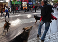 南米チリの首都サンティアゴ（Santiago）が、野良犬の増加に悩まされている。保健当局の推計では、市内をうろつく野良犬は実に25万匹以上。チリ大学（University of Chile）の調べによれば、毎年、市民の40％が野良犬にかまれている。対策として、野良犬を保護し里親を探す活動に取り組んでいる団体もある。

写真は、市内の繁華街で野良犬に取り囲まれるた男性（2009年6月18日撮影）。(c)AFP/Martin BERNETTI