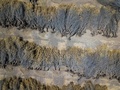 米カリフォルニア州ヒューロンの農園で、水不足のため引き抜かれたアーモンドの木（2021年8月5日撮影）。(c)Robyn Beck / AFP