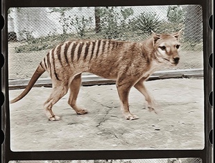 映像カラー化でよみがえる 絶滅種「タスマニアタイガー」 豪