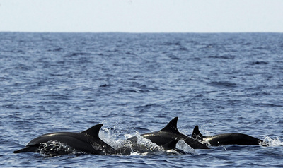 イルカ、水族館より野生の方が病気がち 米研究