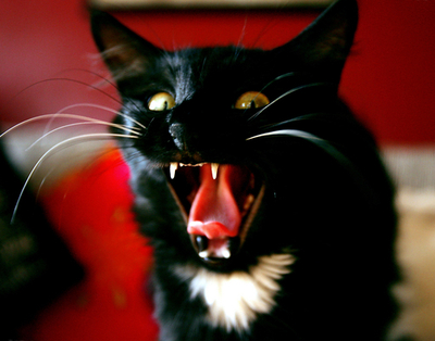 運転手をネコが襲撃、列車一時停止 ニュージーランド