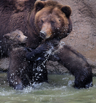 カムチャッカヒグマの双子が公園デビュー、チェコ
