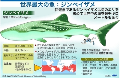 世界最大の魚、ジンベイザメ