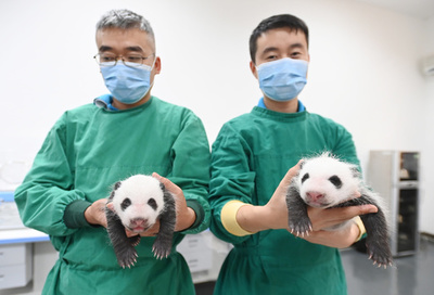 すくすく育つ双子の赤ちゃんパンダ 米国生まれの母親が中国・四川で出産