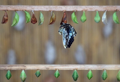 植物園で熱帯のチョウの展覧会、チェコ