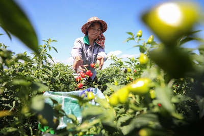 中国のトウガラシ王国・貴州省、さらなる発展と輸出に尽力