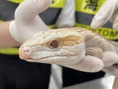 税関職員が動物20匹を隠し持って入境しようとした女を見破る 中国深セン