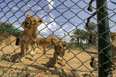 停電や餌不足、ライオン保護施設も危機に スーダン衝突