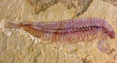 五つ目を持つ「エビ」の化石、節足動物の進化のミッシングリンクか