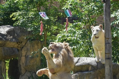 予言タコ「パウル」もしのぐ？ 欧州選手権の勝敗占うタイのライオン