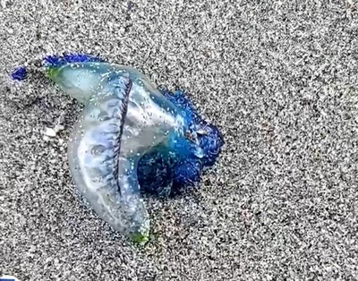 中国海南島の砂浜に毒性強いカツオノエボシ